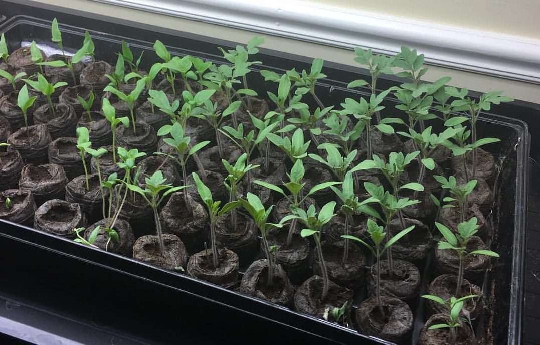 350_Tomatoes